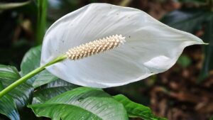 Lo spatifillo non fiorisce? Provate con questo fertilizzante low cost