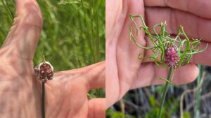 Allium vineale: proprietà, benefici e usi dell’aglio selvatico dei campi