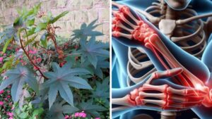 Foglie di ricino: rimedio naturale per articolazioni, pelle e capelli