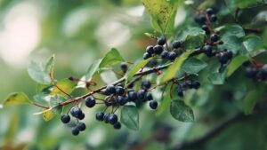 Celtis occidentalis: tutta la forza di una pianta antica