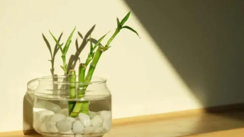 Bambù immerso in acqua