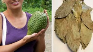 Scopri perché le foglie di Graviola sono un super‑rimedio naturale