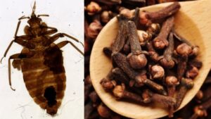 Cimici dei letti addio: il mix di chiodi di garofano che può cambiare le regole del gioco