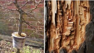 Come riportare in vita un albero con la corteggia danneggiata: una guida pratica