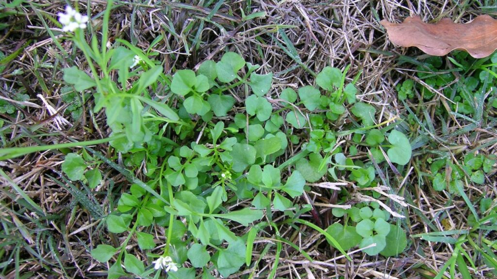 Pianta inquadrata dall’alto