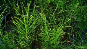 Equiseto comune: benefici, modalità d’uso e controindicazioni