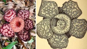 Tredici anni di attesa nella giungla: Rafflesia hasseltii finalmente si svela
