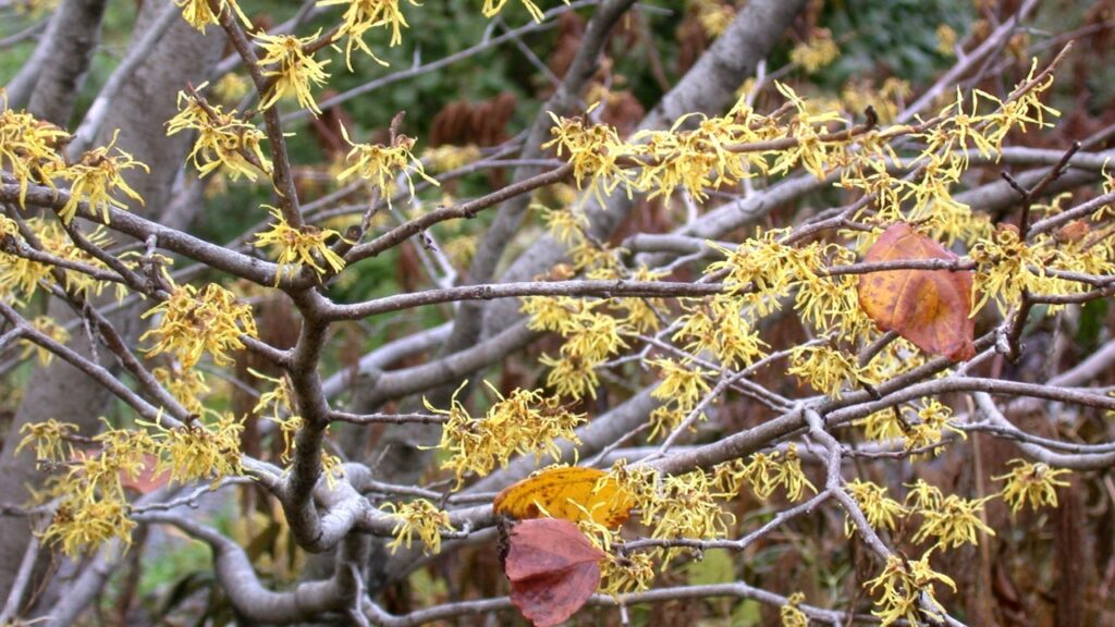 Usi domestici dell’amamelide