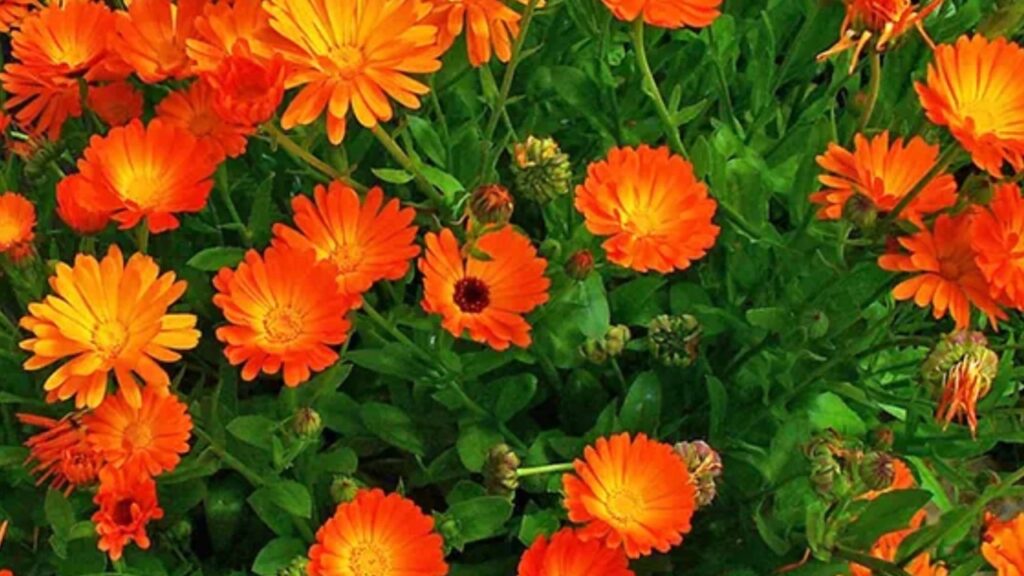 Fiori di Calendula
