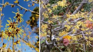 Amamelide: il rimedio naturale più delicato e i suoi usi domestici