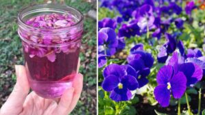 Il fiore simbolo della primavera che apporta benefici: la viola odorata