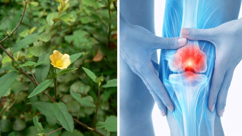 Sida acuta, l’erba testarda: usi tradizionali, benefici e precauzioni