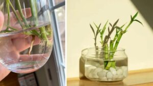 Piante che crescono velocemente in casa: 4 specie perfette per l’idroponica