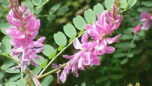 Indigofera tinctoria, la leguminosa da cui si ricava il color indaco