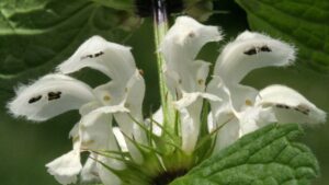 Lamium album: la fertilità nascosta dell’Ortica Bianca