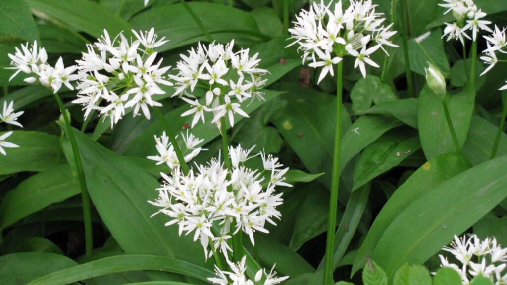 Wild garlic