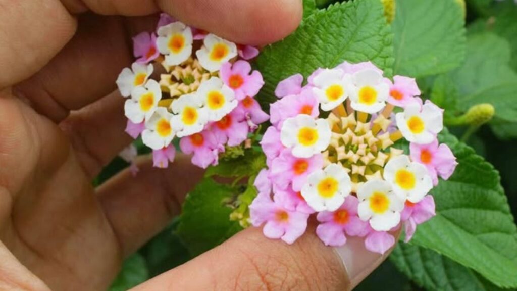 Benefici e rischi di Lantana camara