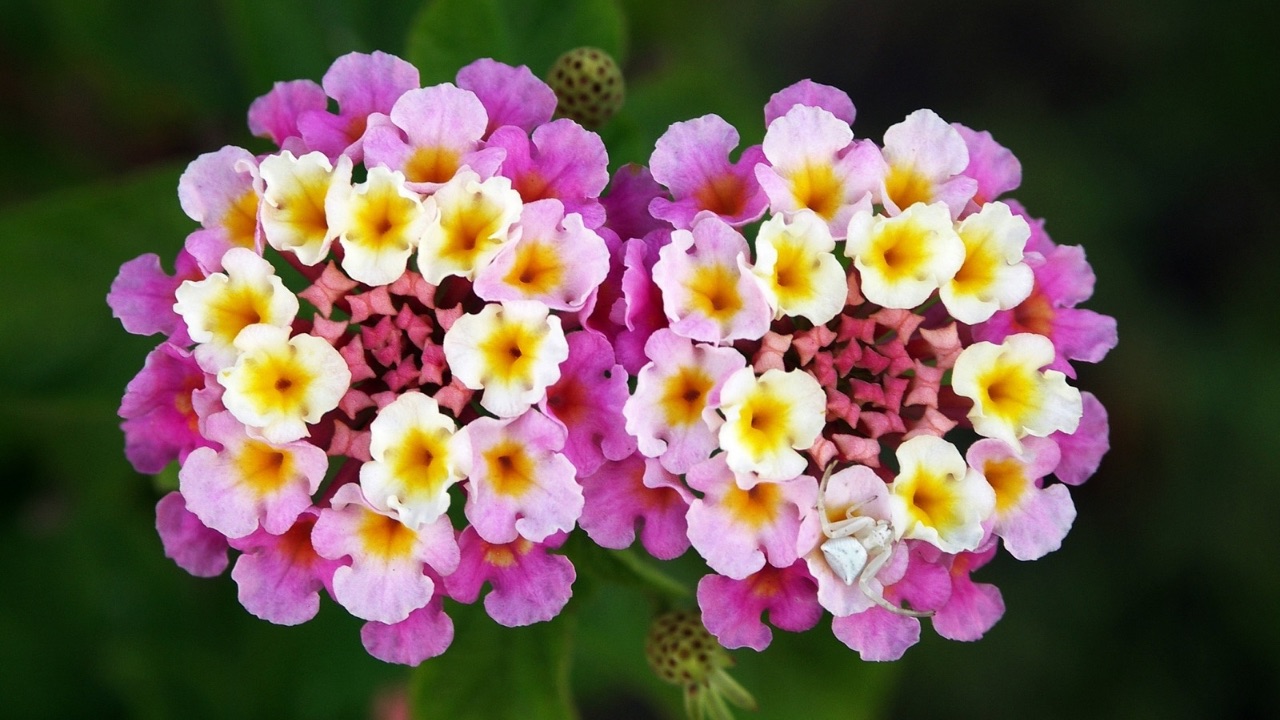 Fiori ornamentali