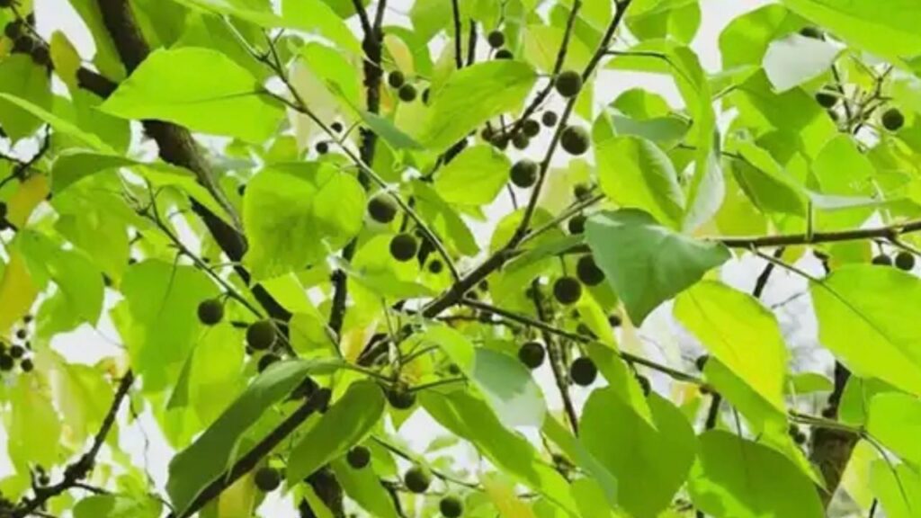 Esemplare di Celtis occidentalis