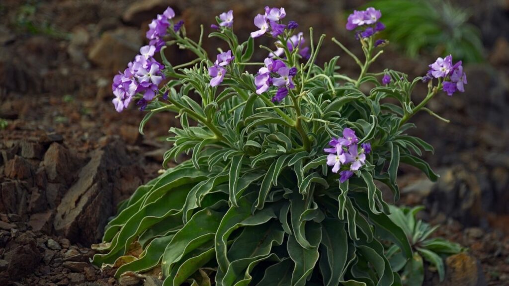 Pianta con fiori perenni