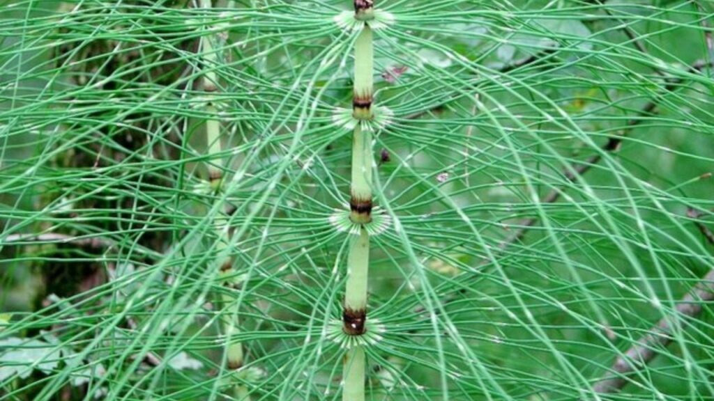I benefici di Equisetum arvense