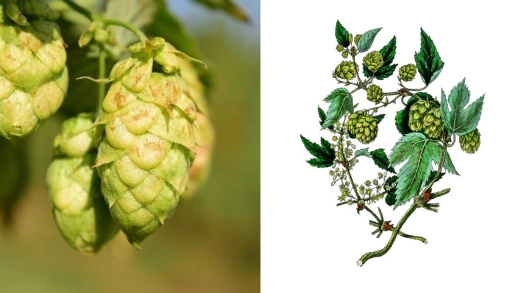 Luppolo: l’ingrediente della birra con benefici sorprendenti