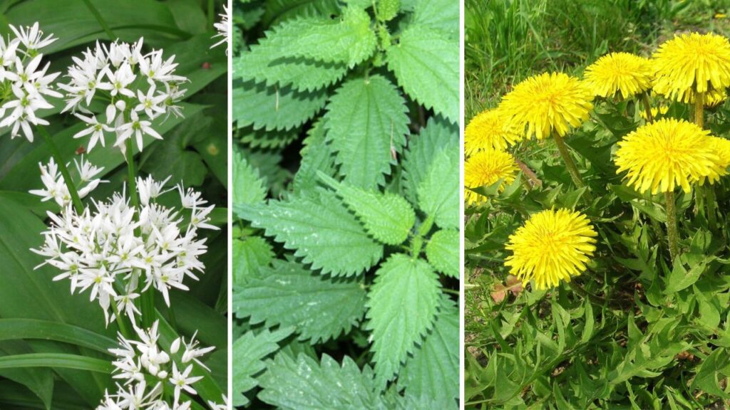 Erbe spontanee di primavera: i doni della natura per ritrovare energia dopo l’inverno