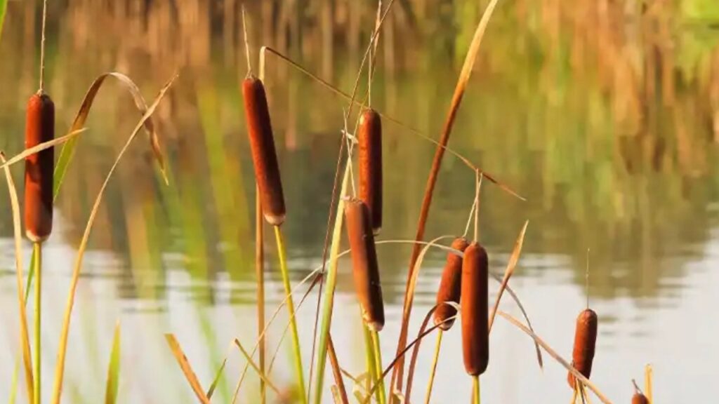 Piante con infiorescenze marroni