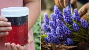 Muscari: come riconoscere la varietà sicura da mangiare