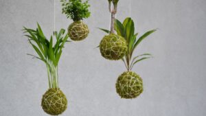 Kokedama: l’antica arte giapponese delle piante sospese
