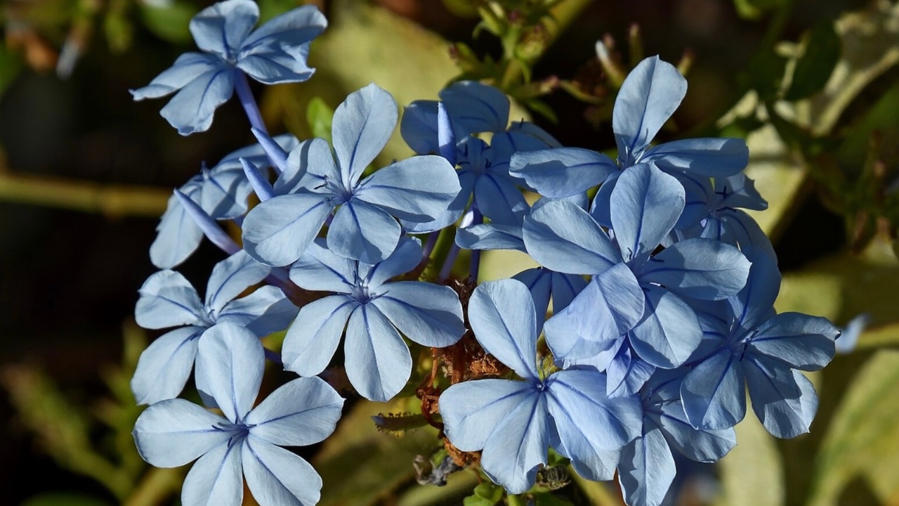 Esemplare con piccoli fiori