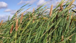 La tifa: una risorsa alimentare sottovalutata