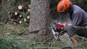 Per abbattere un albero in un giardino privato, bisogna chiedere i permessi?