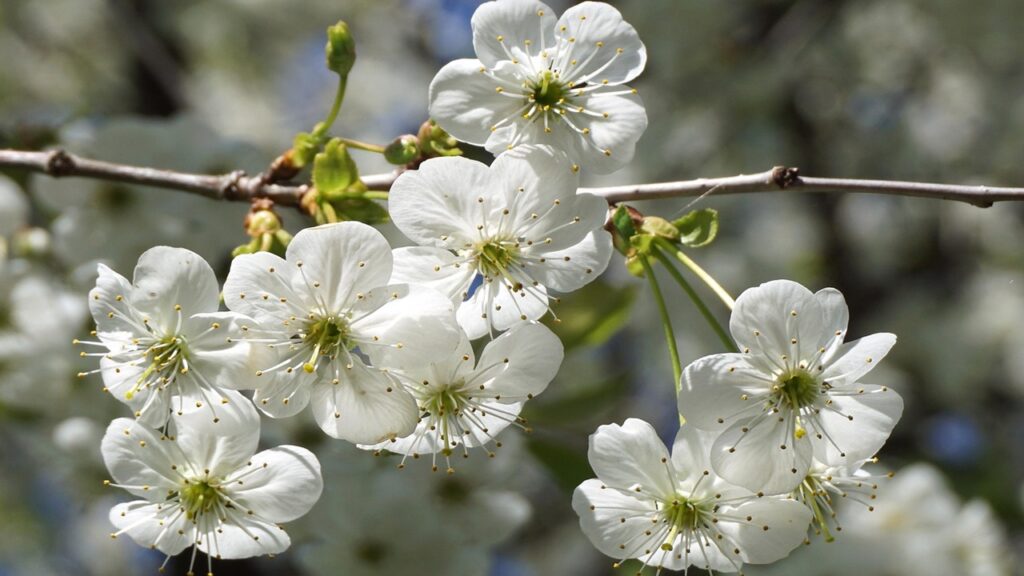 alberi frutto prugno