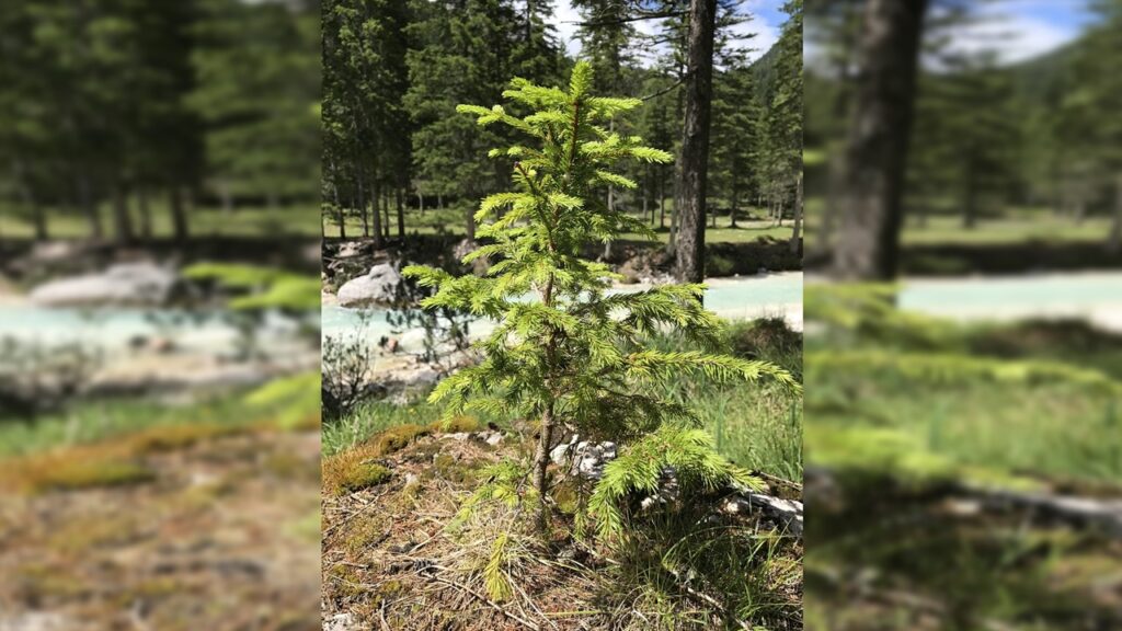 Perché è un’ottima idea piantare un albero in inverno
