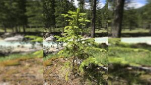 Perché è un’ottima idea piantare un albero in inverno