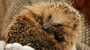 Riciclo in giardino: come riutilizzare gli asciugamani per proteggere la fauna