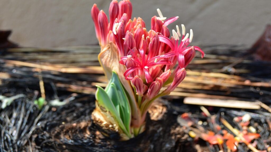 Boophone disticha, attenzione alla linfa della “cipolla velenosa”