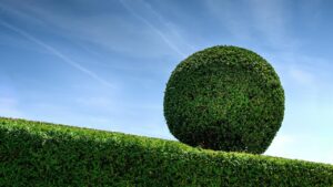 Le migliori alternative al bosso per creare una siepe
