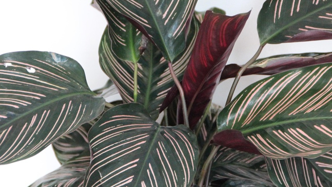 calathea casa