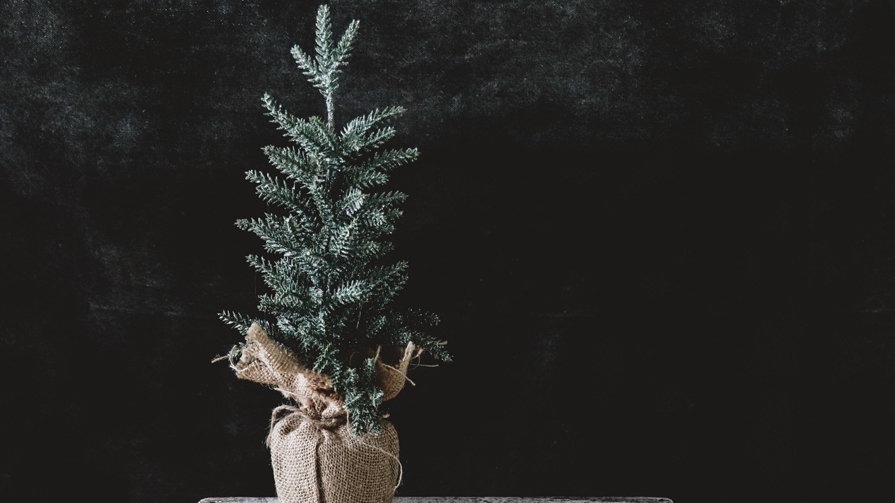 compostare albero natale