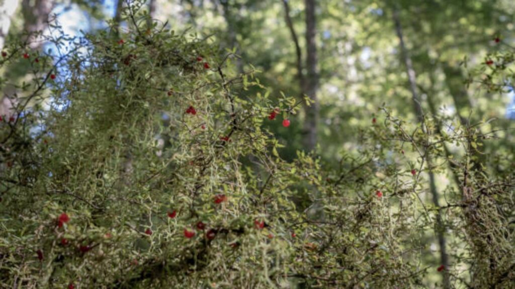 Corokia: tutto quello che devi sapere su questa pianta ornamentale