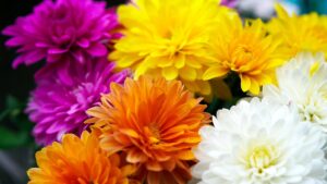 Crisantemi: come piantarli in modo che mantengano vivaci i loro colori