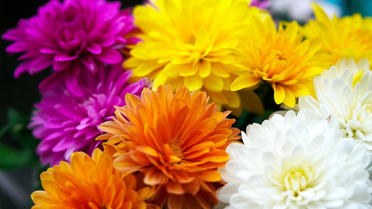 crisantemi colori vivaci