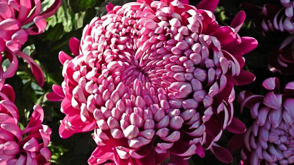 Quanti tipi di crisantemi esistono? Questi sono i più facili da coltivare