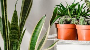 Come fare decluttering con le piante da appartamento