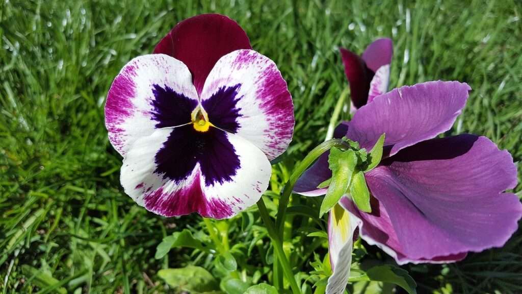 Se volete una fioritura precoce, non scodatevi di seminare questi fiori