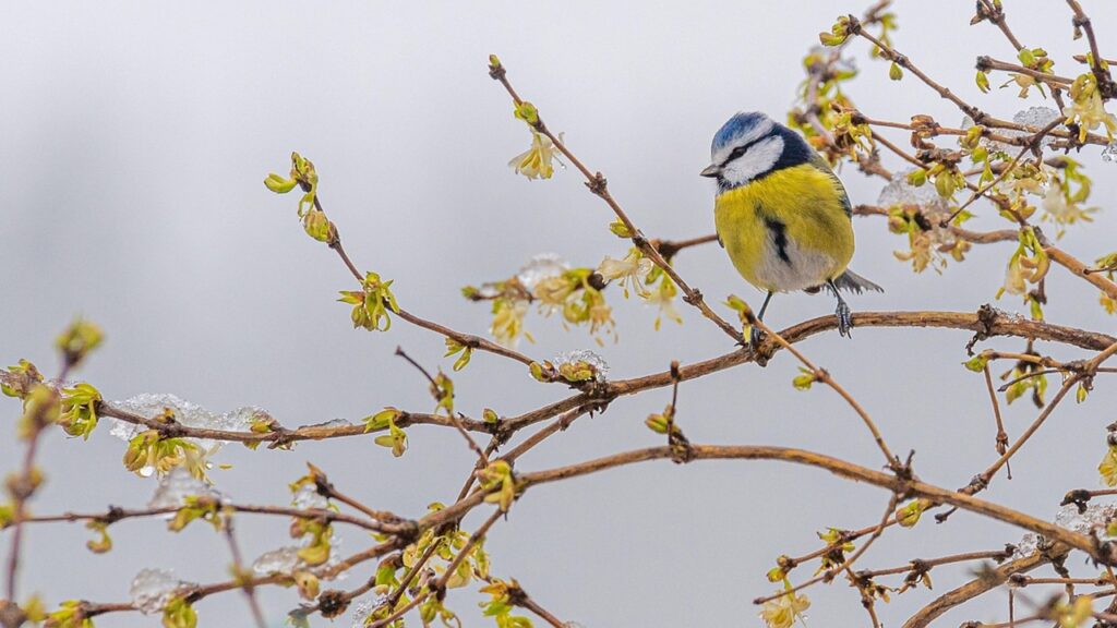 Forsizia, come potarla senza fare danni