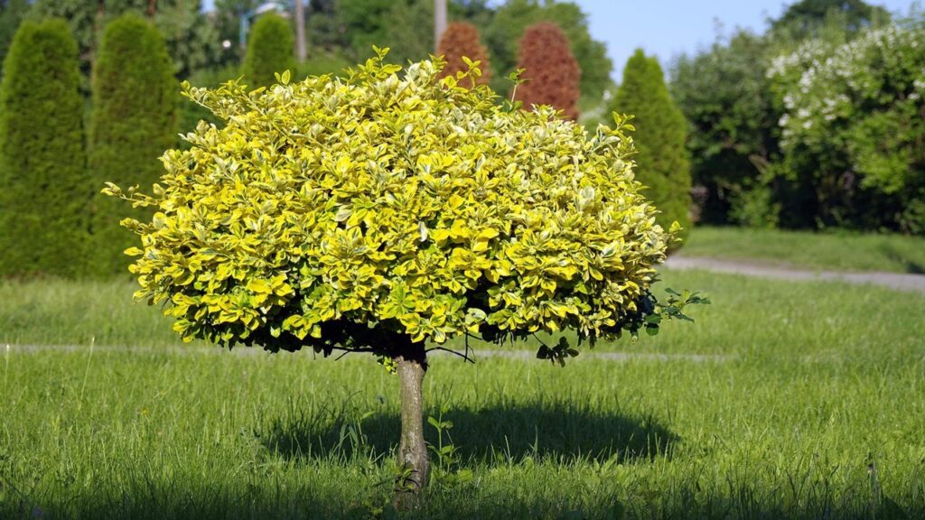Questo è il nemico inaspettato dei giovani alberi piantati a gennaio!