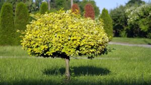 Questo è il nemico inaspettato dei giovani alberi piantati a gennaio!